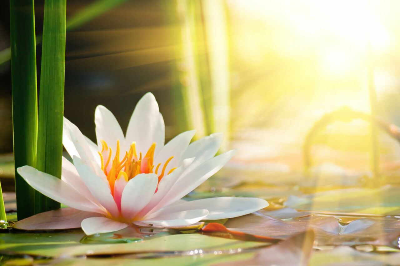 Lotus Blossom | Energy Medicine
